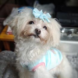 Korean Taiyang - White male Maltipoo puppy in Barren Springs, Virginia from Seeking Shalom Acres Maltese, Maltipoos & Havamalts