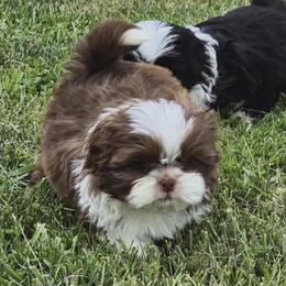 Liver male - Liver and white male Shih Tzu puppy in Newark, Ohio from Gemini Kennels
