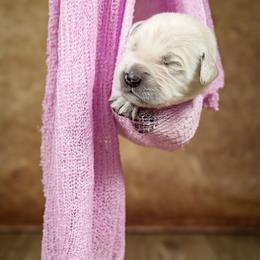 Golden Retriever Puppies from Golden Borealis