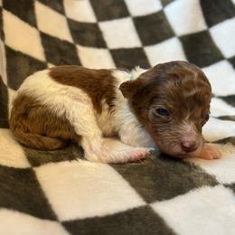 Teal Boy - Parti male Goldendoodle puppy in Huntsville, Alabama from Winchester Doodles