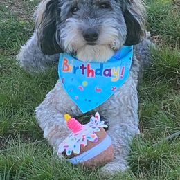 Aussiedoodle All Grown Up from Nottingham Aussiedoodles
