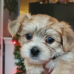 Morkie Puppies from My Precious Pups