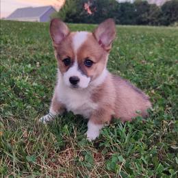 Sydney - Sable female Pembroke Welsh Corgi puppy in Pine Village, Indiana from NL Horsemanship