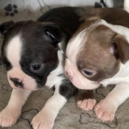 Ruben - Lilac male Boston Terrier puppy in Tenmile, Oregon from High Plains French Bulldogs,Boston Terriers and Frenchtons.