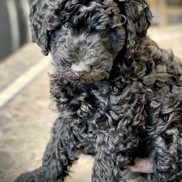 Australian Labradoodle Puppies from Tiny Treasures Australian Labradoodles