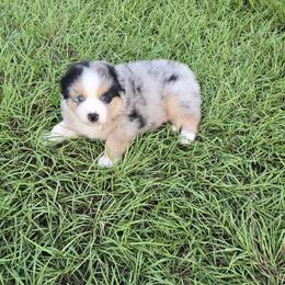 Boy 2 - Blue merle male Australian Shepherd puppy in Lakeland, Florida from Diamond P Australian Shepherds