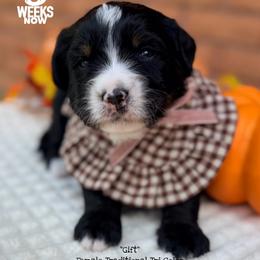 Gift - Tri-color female Bernedoodle puppy in Orange, Texas from Walk with Me Doodles