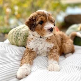 Maple - peach collar - Sable female Bernedoodle puppy in Highland, Utah from Angel Pups Deluxe