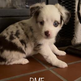RMF 3 - Red merle Toy Australian Shepherd puppy in Clarendon, Texas from Seminole Ranches - Toy/Mini Aussies