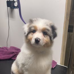 "Exposure to grooming" Australian Shepherd Puppies from Mezzo Australian Shepherds