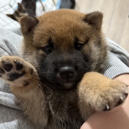 Shiba Inu puppies from Shiba Co.