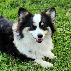 Pembroke Welsh Corgis from Makayla Goins