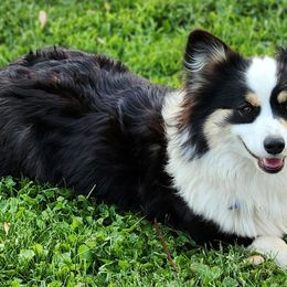 Pembroke Welsh Corgis from Makayla Goins