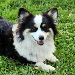 Pembroke Welsh Corgis from Makayla Goins
