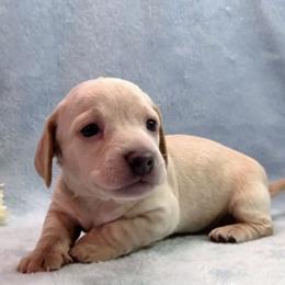 Girl 1 - Gray (blue) female Dachshund puppy in Mt. Sterling, Illinois from Doxie Do's