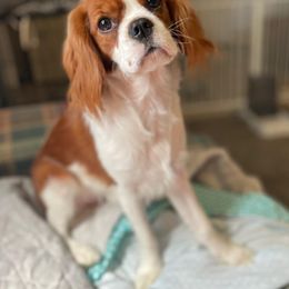 Cavalier King Charles Spaniel puppies from Macy’s Poodles and Doodles