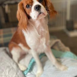 Cavalier King Charles Spaniel puppies from Macy’s Poodles and Doodles