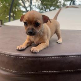 Little lady - Fawn female Chihuahua puppy in Alvord, Texas from Gift of Gods Favor