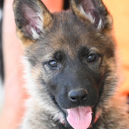 German Shepherds from Timber Ridge Shepherds
