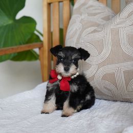 Lady (Toy) - Black and silver female Miniature Schnauzer puppy in Montebello, California from Rod Schnauzers