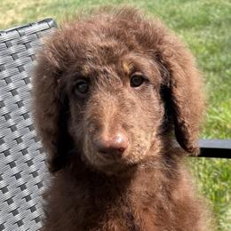 Etta - Phantom female Goldendoodle puppy in Joilet, Montana from L&Z Goldendoodles