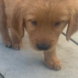 Purple Girl - Golden female Golden Retriever puppy in Rockwell, North Carolina from KnL Golden Acres
