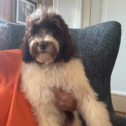 Girl 1 - Brown and white female Bernedoodle puppy in Arabi, Georgia from Huckadoodle Farm