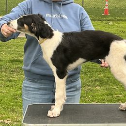 Borzoi and Greyhound Puppies from Kay Henderson