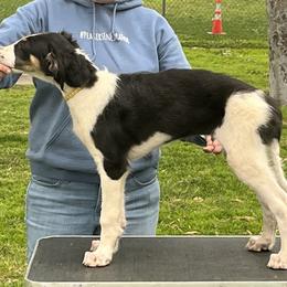 Borzoi and Greyhound Puppies from Kay Henderson