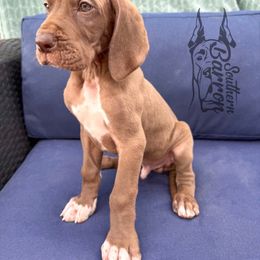 Wrath - Chocolate male Great Dane puppy in Prairieville, Louisiana from Southern Barron Danes & Dachshunds