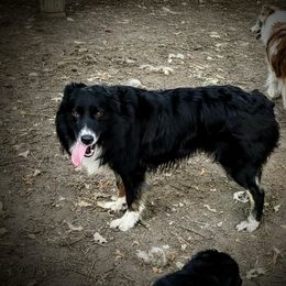 Ollie - Australian Shepherd