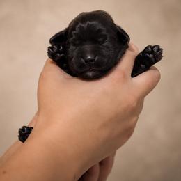 Yellow Collar - Black female Labrador Retriever puppy in Madison, Wisconsin from Meritrust Labradors