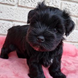 Girl 2 - Black female Miniature Schnauzer puppy in Crestview, Florida from Mert's Creek Miniature Schnauzers