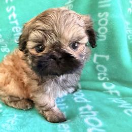 Boy 3 - Brindle male Shih Tzu puppy in Peoria, Arizona from Jodi’s Shihtzus