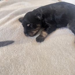 Boy1 - Black and silver male Miniature Schnauzer puppy in Seagoville, Texas from JC miniature schnauzers