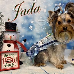 Jada - Yorkshire Terrier