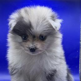 Blue Eye blue Merle Boy 1 - Blue merle male Pomeranian puppy in Windham, Maine from New England Exotic Pomeranians