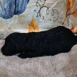Hazel - Black female Sheepadoodle puppy in Austin, Texas from Darling Doodles