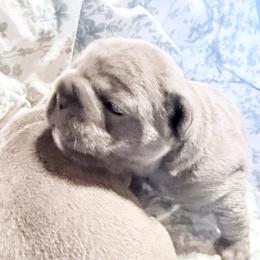 French Bulldog Puppies from Lots of Ropes French Bulldogs