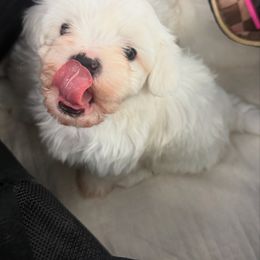 Firstddog - White male Maltese puppy in Kansas City, Missouri from Bichoncitos Malteses ❤️