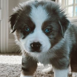 Jasper - Blue merle Miniature Australian Shepherd puppy in Kaufman, Texas from Xoxo Aussies