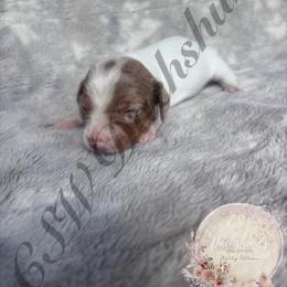 Bluey - Piebald male Dachshund puppy in Lufkin, Texas from CSW Dachshunds