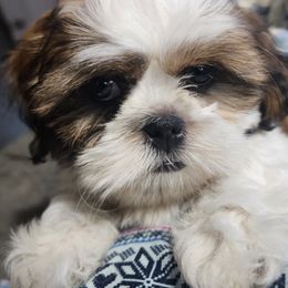 Shih Tzu Puppies from Grandma Ts Precious Puppies
