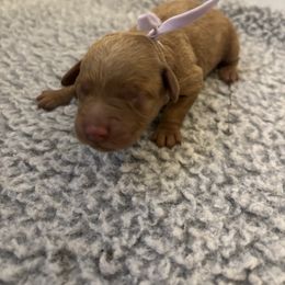 Light purple girl - Red  female Goldendoodle puppy in Lewisville, Texas from Zink Doodles