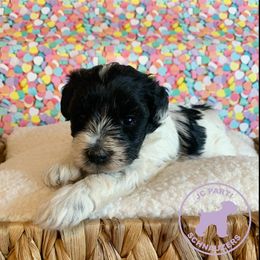 Miniature Schnauzer Puppies from JC Parti Schnauzers