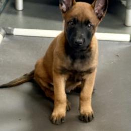 No name - Mahogany male Belgian Malinois puppy in Newburyport, Massachusetts from Runchkin Hill K9