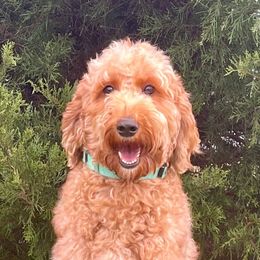 Olive - Goldendoodle