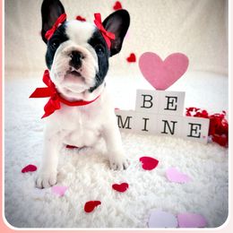 French Bulldog Puppies from Melanie Nicely