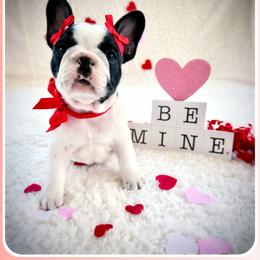 French Bulldog Puppies from Melanie Nicely