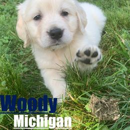 Golden Retriever Puppies from Nina's Golden hour